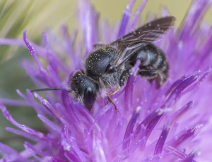 Sort panserbi - Stelis phaeoptera - Hun, , Fotograf Claus Bach.
