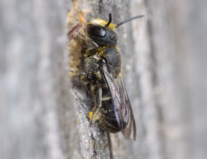 Hulbi - Heriades truncorum - Han, , Fotograf Claus Bach.