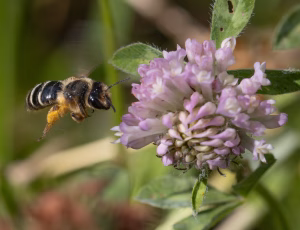 Lucernebi - Melitta leporina - Hun, , Fotograf Claus Bach.