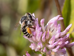 Lucernebi - Melitta leporina - Hun, , Fotograf Claus Bach.