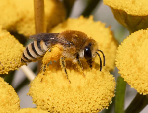 Sandsilkebi - Colletes fodiens - Hun, , Fotograf Claus Bach.