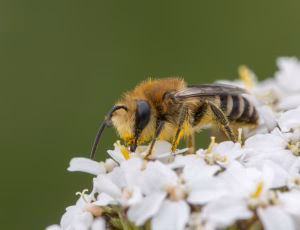 Vægsilkebi - Colletes daviesanus - Hun, , Fotograf Claus Bach.