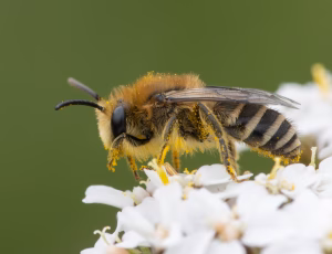 Vægsilkebi - Colletes daviesanus - Hun, , Fotograf Claus Bach.
