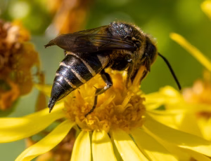 Havekeglebi - Coelioxys inermis - Hun, , Fotograf Claus Bach.