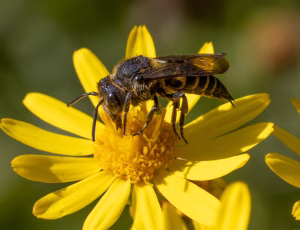 Havekeglebi - Coelioxys inermis - Hun, , Fotograf Claus Bach.