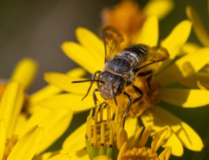 Havekeglebi - Coelioxys inermis - Hun, , Fotograf Claus Bach.