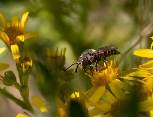 Havekeglebi - Coelioxys inermis - Hun, , Fotograf Claus Bach.