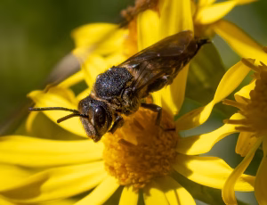 Havekeglebi - Coelioxys inermis - Hun, , Fotograf Claus Bach.