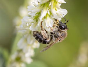 Lucernebi - Melitta leporina - Hun, , Fotograf Claus Bach.