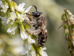 Lucernebi - Melitta leporina - Hun, , Fotograf Claus Bach.