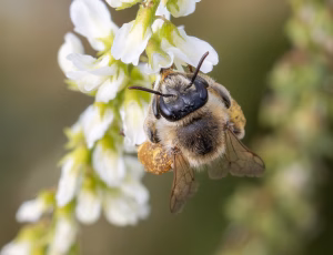 Lucernebi - Melitta leporina - Hun, , Fotograf Claus Bach.
