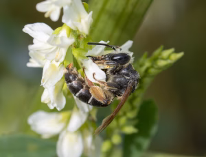 Ærtejordbi - Andrena wilkella - Hun, , Fotograf Claus Bach.