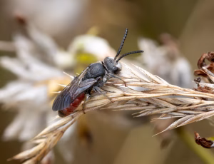 Stor blodbi - Sphecodes albilabris - Han, , Fotograf Claus Bach.
