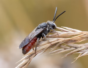 Stor blodbi - Sphecodes albilabris - Han, , Fotograf Claus Bach.