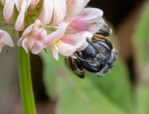 Ærtejordbi - Andrena wilkella - Hun, , Fotograf Claus Bach.