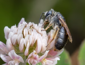 Ærtejordbi - Andrena wilkella - Hun, , Fotograf Claus Bach.