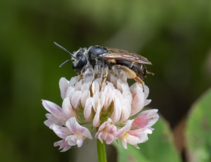 Ærtejordbi - Andrena wilkella - Hun, , Fotograf Claus Bach.
