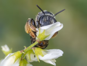 Ærtejordbi - Andrena wilkella - Hun, , Fotograf Claus Bach.