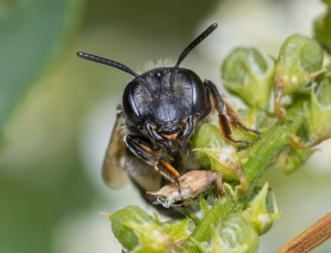 Ærtejordbi - Andrena wilkella - Hun, , Fotograf Claus Bach.