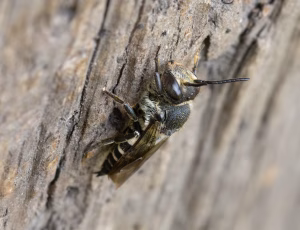 Havekeglebi - Coelioxys inermis, , Fotograf Claus Bach.