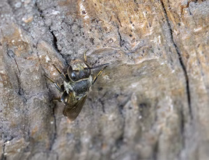 Havekeglebi - Coelioxys inermis - Hun, , Fotograf Claus Bach.