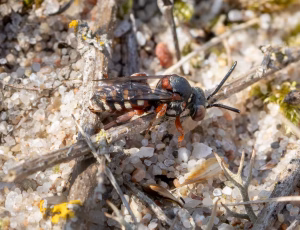 Hedefiltbi - Epeolus cruciger - Hun, , Fotograf Claus Bach.