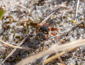 Hedefiltbi - Epeolus cruciger - Hun, , Fotograf Claus Bach.