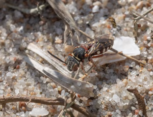 Hedefiltbi - Epeolus cruciger - Hun, , Fotograf Claus Bach.