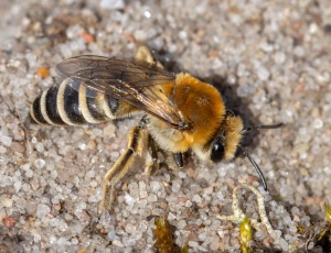 Lyngsilkebi - Colletes succinctus, , Fotograf Claus Bach.