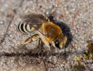 Lyngsilkebi - Colletes succinctus, , Fotograf Claus Bach.
