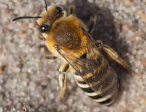 Lyngsilkebi - Colletes succinctus, , Fotograf Claus Bach.