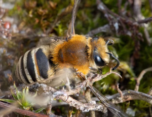 Marsksilkebi - Colletes halophilus - Hun, , Fotograf Claus Bach.