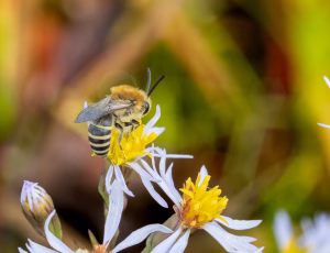 Marsksilkebi - Colletes halophilus - Han, , Fotograf Claus Bach.