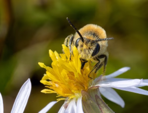 Marsksilkebi - Colletes halophilus - Han, , Fotograf Claus Bach.