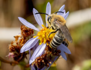 Marsksilkebi - Colletes halophilus - Han, , Fotograf Claus Bach.
