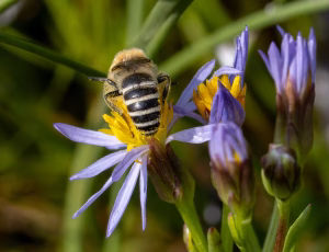Marsksilkebi - Colletes halophilus - Han, , Fotograf Claus Bach.