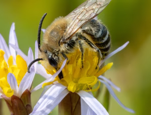 Marsksilkebi - Colletes halophilus - Han, , Fotograf Claus Bach.