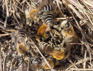 Marsksilkebi - Colletes halophilus - Hun og Hanner, , Fotograf Claus Bach.
