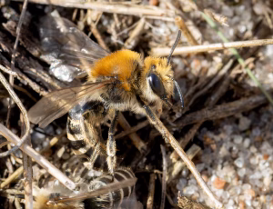 Marsksilkebi - Colletes halophilus - Hun, , Fotograf Claus Bach.