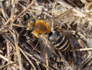 Marsksilkebi - Colletes halophilus - Hun, , Fotograf Claus Bach.