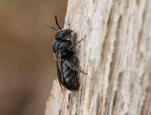 Sort panserbi - Stelis phaeoptera - Hun, , Fotograf Claus Bach.