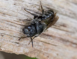 Sort panserbi - Stelis phaeoptera - Hun, , Fotograf Claus Bach.