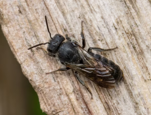 Sort panserbi - Stelis phaeoptera - Hun, , Fotograf Claus Bach.
