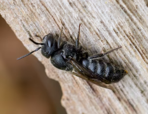 Sort panserbi - Stelis phaeoptera - Hun, , Fotograf Claus Bach.