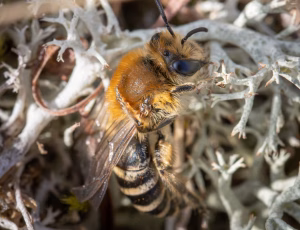 Lyngsilkebi - Colletes succinctus - Hun, , Fotograf Claus Bach.
