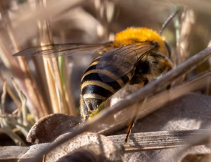 Lyngsilkebi - Colletes succinctus - Hun, , Fotograf Claus Bach.