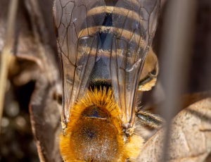 Lyngsilkebi - Colletes succinctus - Hun, , Fotograf Claus Bach.
