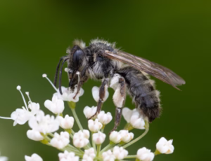 Bredrandet jordbi - Andrena synadelpha - Hun, , Fotograf Claus Bach.