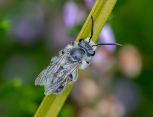 Lyngjordbi - Andrena fuscipes - Han, , Fotograf Claus Bach.