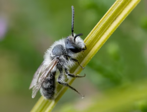 Lyngjordbi - Andrena fuscipes - Han, , Fotograf Claus Bach.